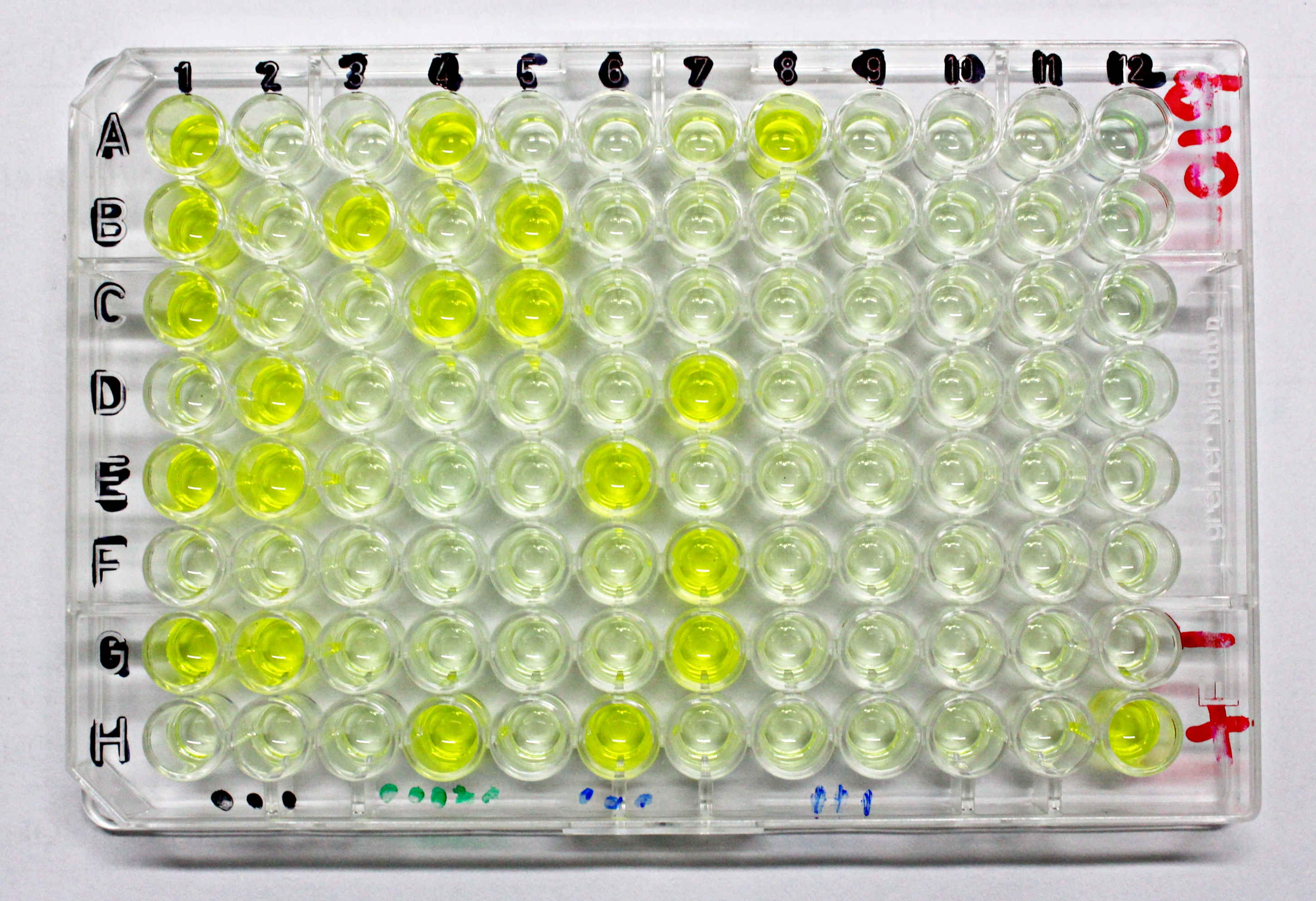 ELISA laboratory testing for grapevine leafroll virus